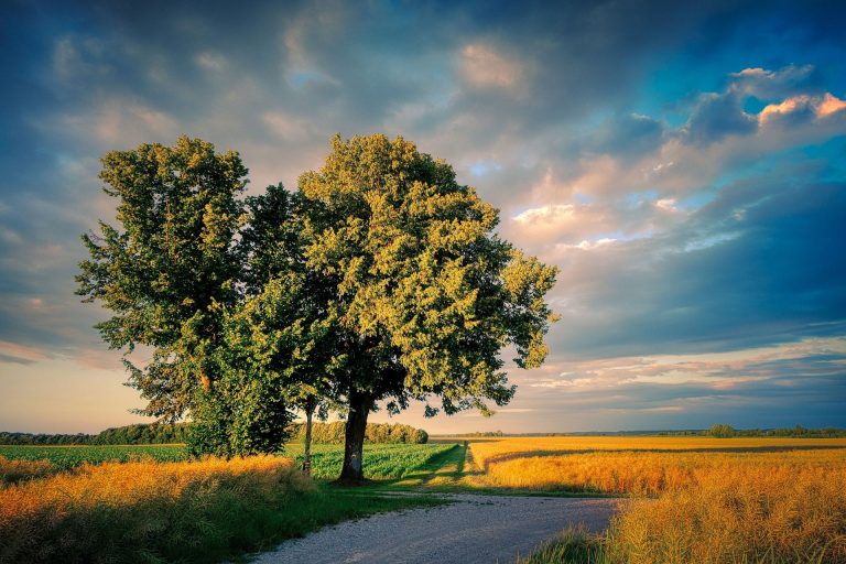 Ein einsamer Baum steht an einem Feldweg, umgeben von goldenen Weizenfeldern und Wolken.